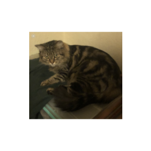 Lost Cat Indy