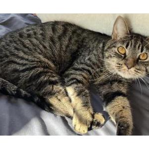 Lost Cat Bean
