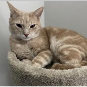 Lost Cat Oliver