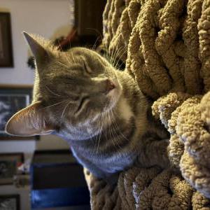 Lost Cat Pearl