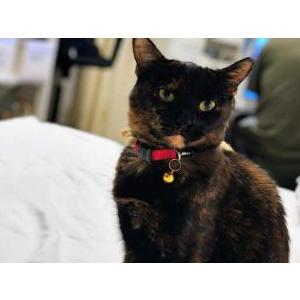 Lost Cat Kuga