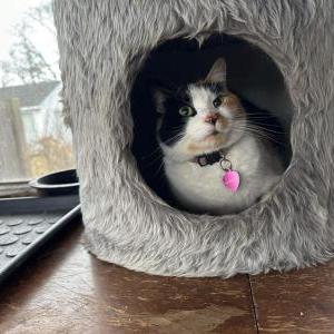 Lost Cat Princess Peach