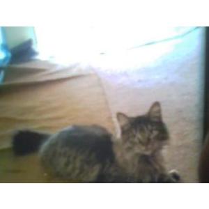 Lost Cat baby