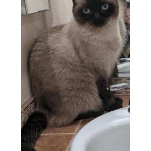 Lost Cat Harley