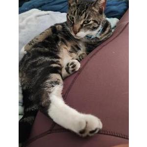 Lost Cat Bubby