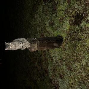 Lost Cat Buddy