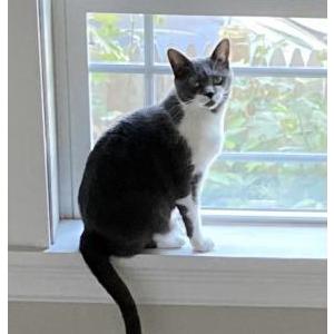 Lost Cat Emmy