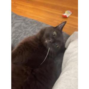 Lost Cat Binx