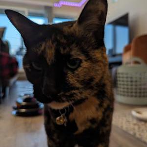 Lost Cat Jinx