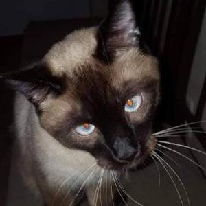 Lost Cat Pluto