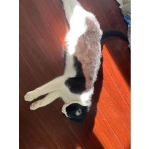 Lost Cat Bane