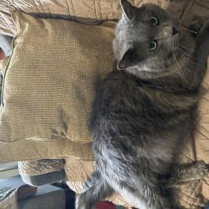 Lost Cat Szary