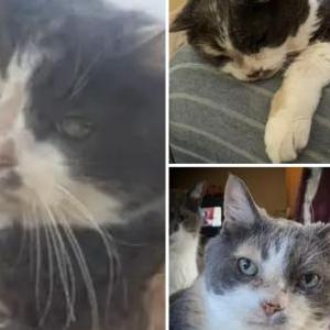 Lost Cat Seven