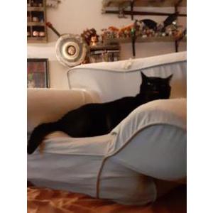 Lost Cat Nero