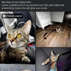 Lost Cat Nora