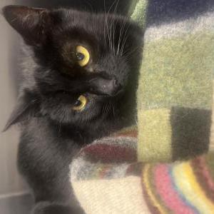 Found Cat Unknown