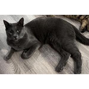 Lost Cat luca
