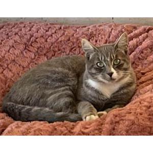 Lost Cat Milo