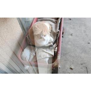 Lost Cat O.C.