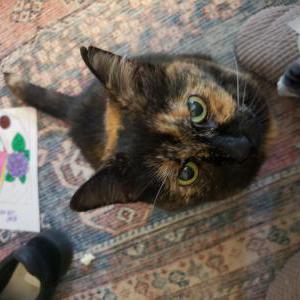 Lost Cat Pika