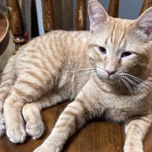 Lost Cat JJ