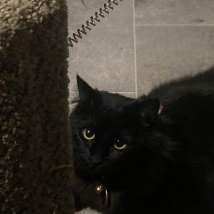 Lost Cat Dipsy