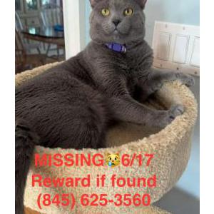 Image of Kit-tea, Lost Cat