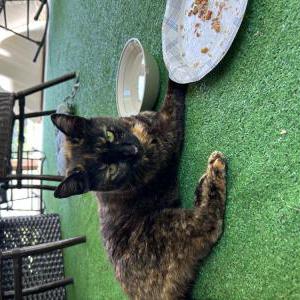 Found Cat Unknown