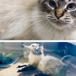Lost Cat Astra
