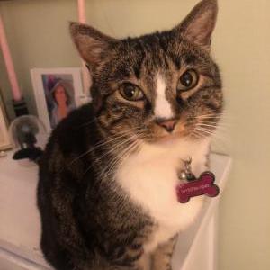 Lost Cat Charlotte