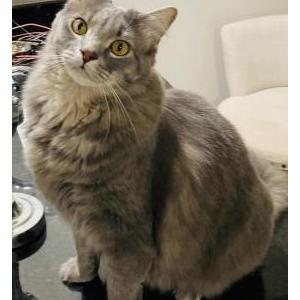Lost Cat Champ
