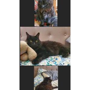 Lost Cat Westerman
