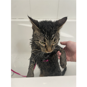 Lost Cat Arthur
