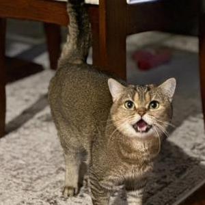 Image of Luna, Lost Cat