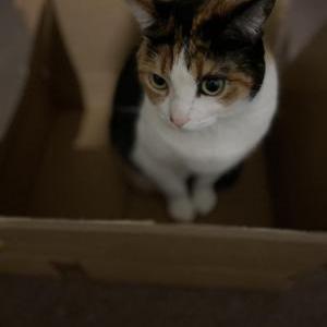 Lost Cat Mittens