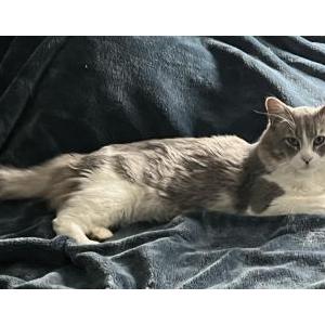 Lost Cat Thor