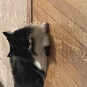 Lost Cat Nora
