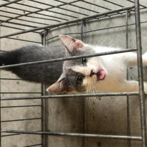 Found Cat Hardi