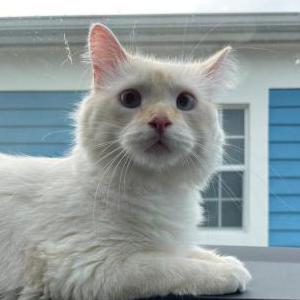 Lost Cat Tofu