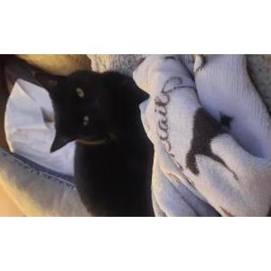 Lost Cat Boots