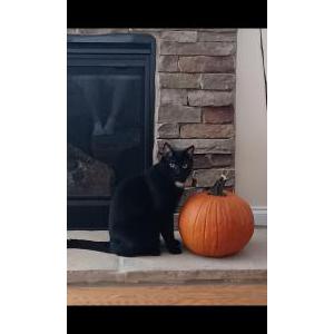 Lost Cat Leo
