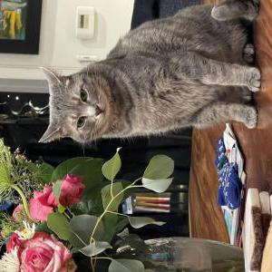 Lost Cat Wyatt