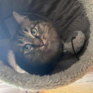 Lost Cat Mila