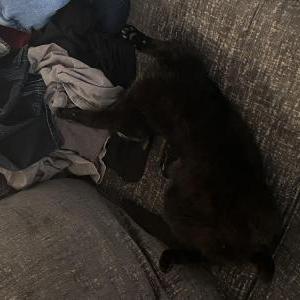 Lost Cat Jiji