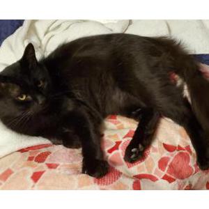 Found Cat Unknown