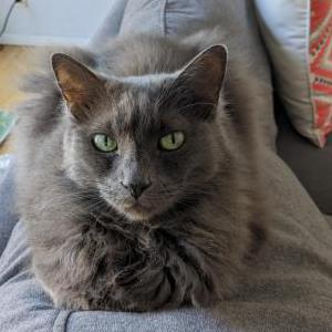 Lost Cat Blue