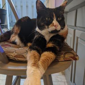 Lost Cat Samus