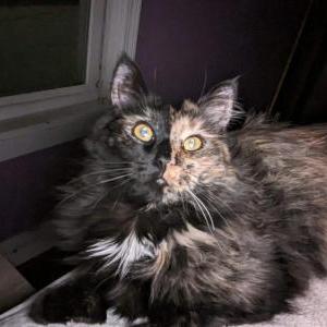 Lost Cat Star Cat