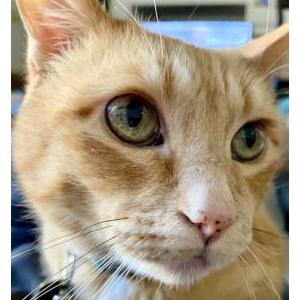 Lost Cat Sprinkles
