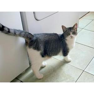 Lost Cat Jill